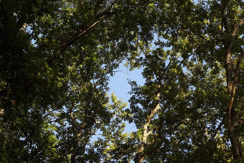 arbre vert sous le ciel bleu pendant la journée