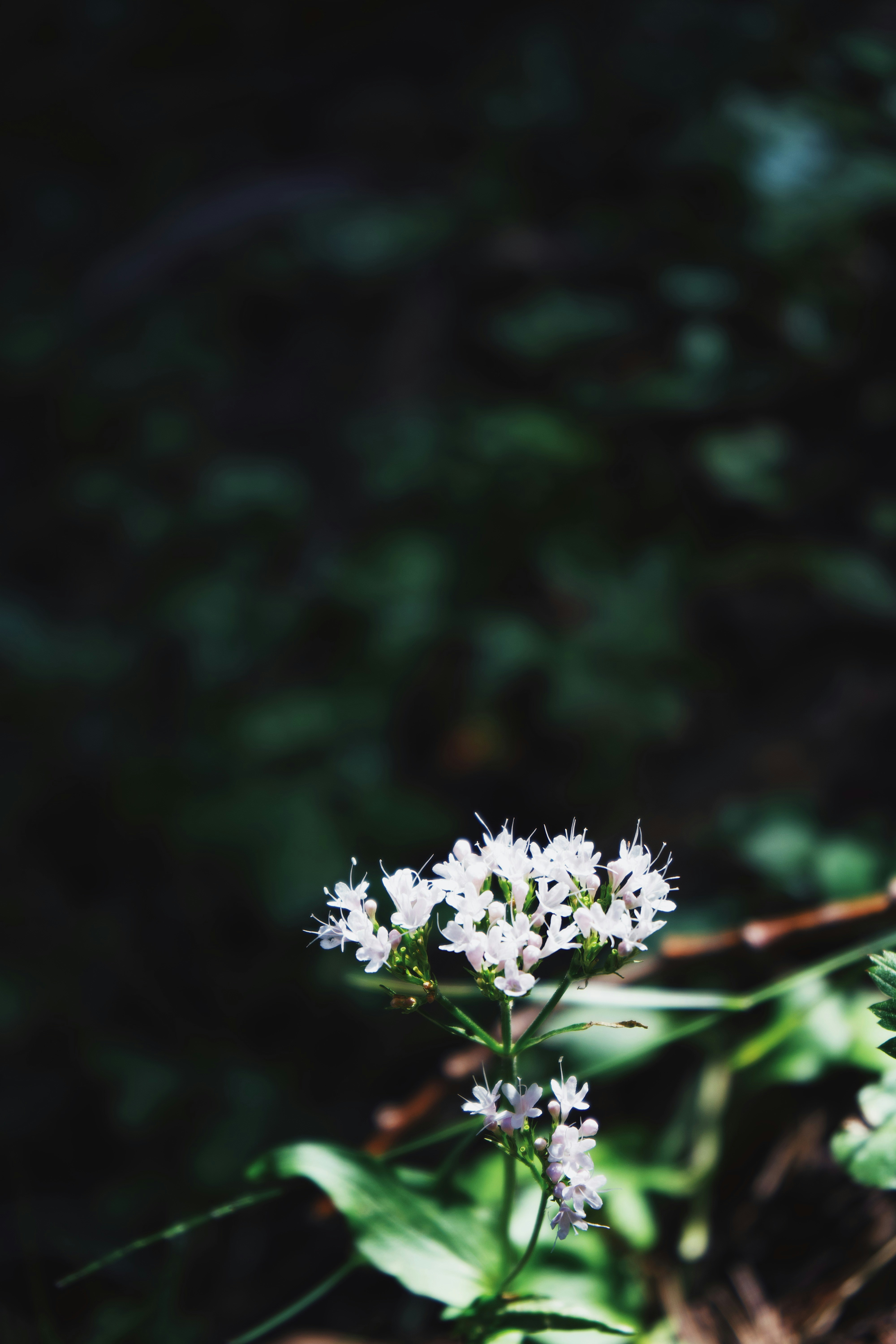 Photo by santii_yanez