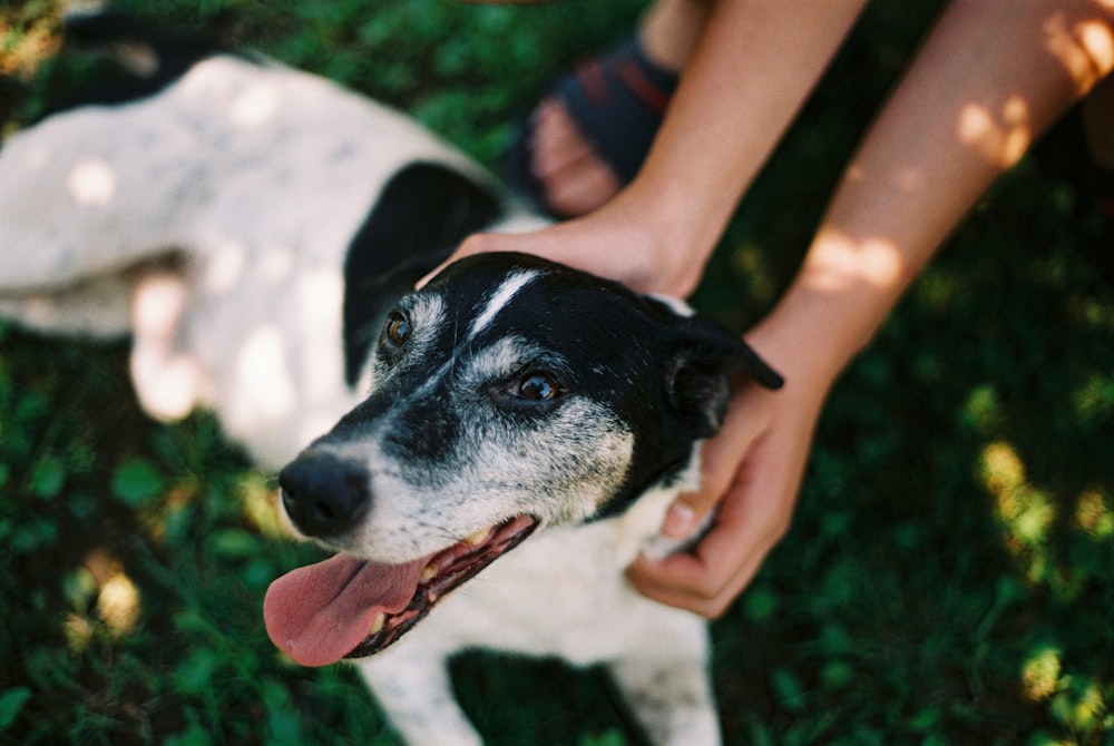 black and white short coated dog