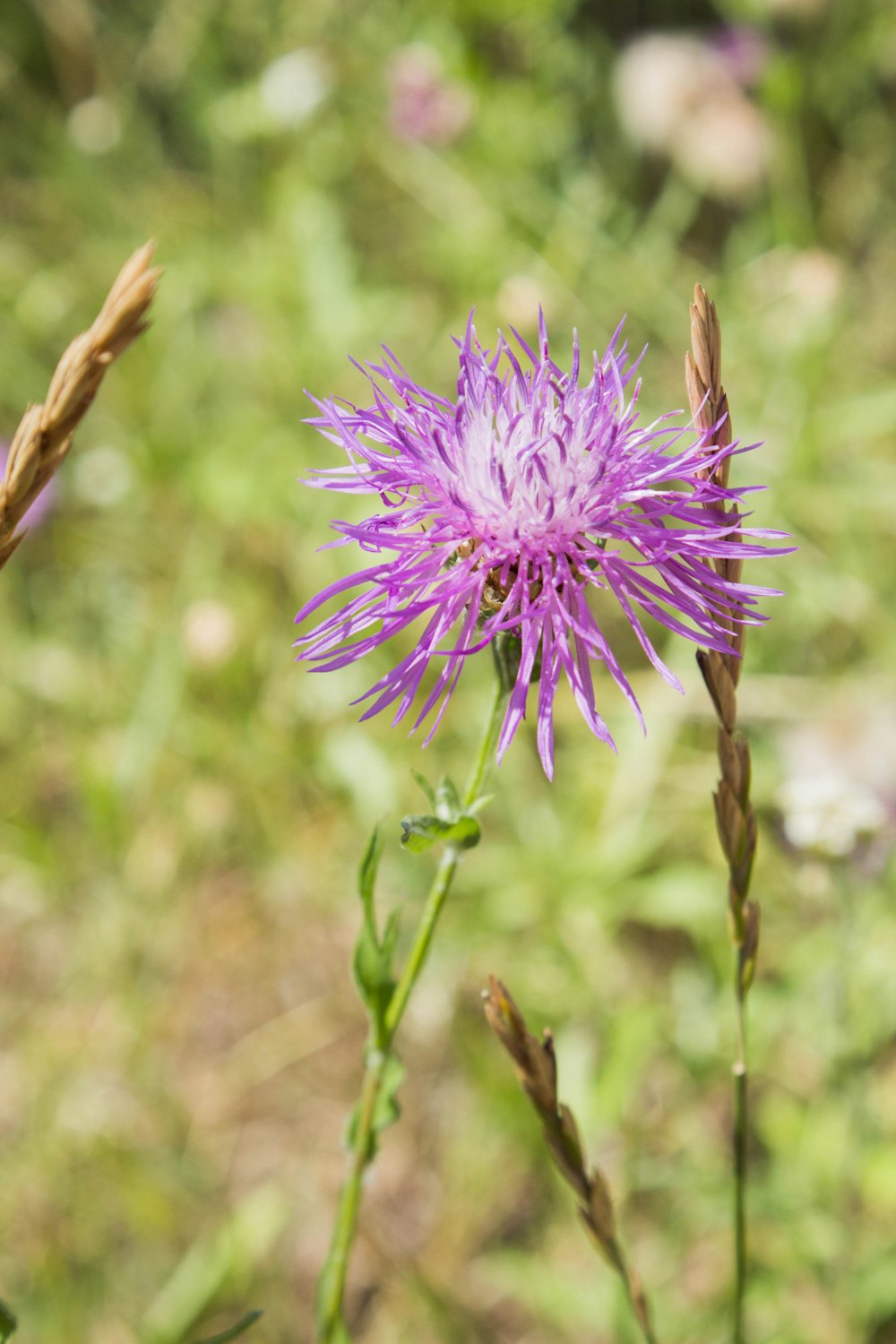 purple flower in tilt shift lens