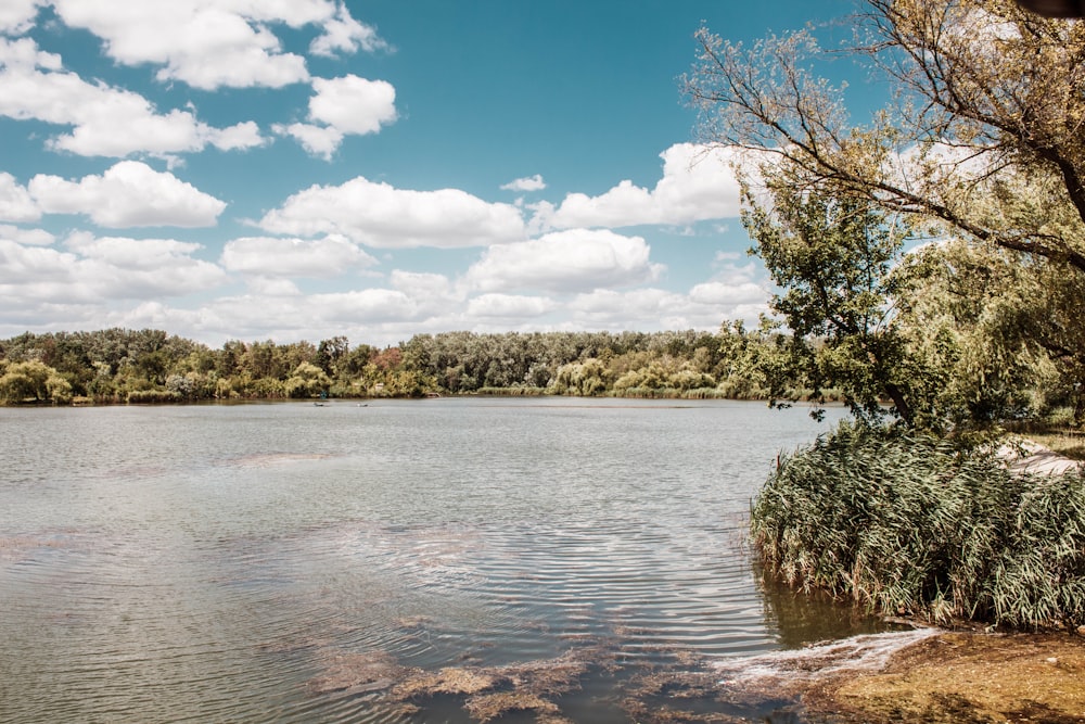 green trees beside body of water under blue sky during daytime