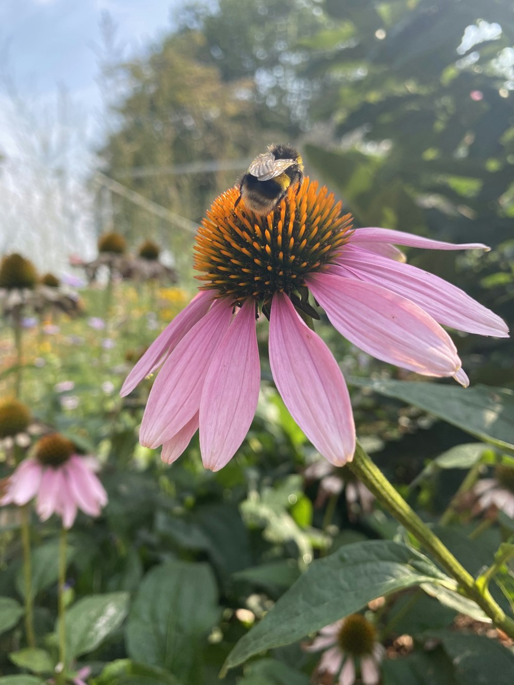 purple flower with bee on top