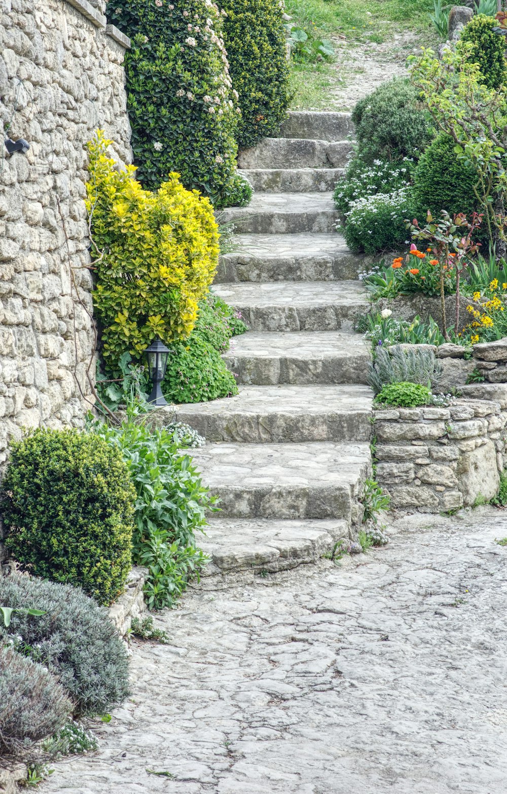 Planta verde en escaleras de hormigón gris