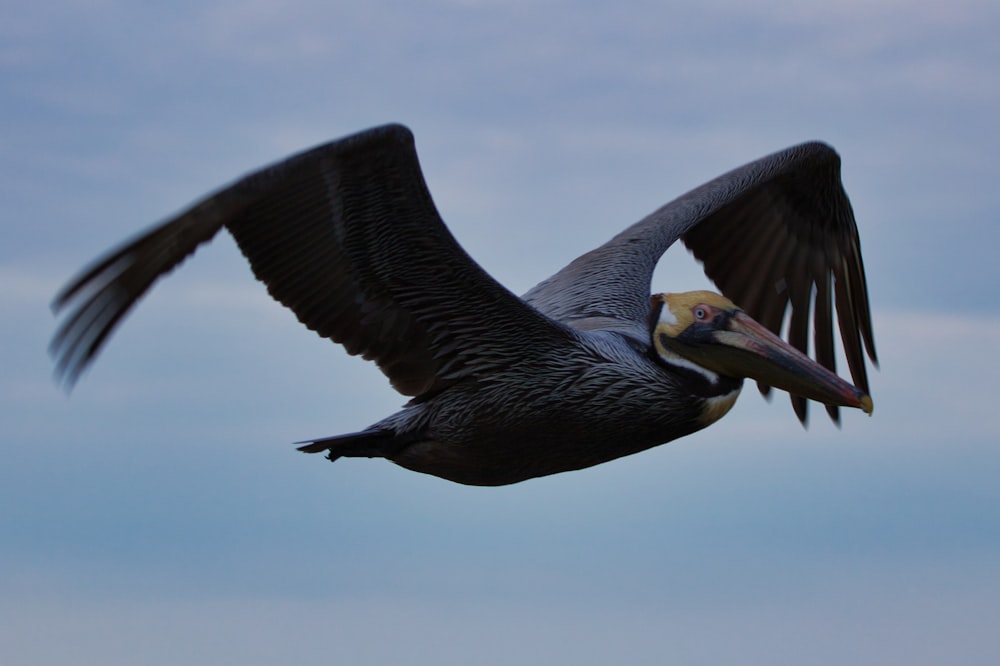 black and white pelican flying during daytime