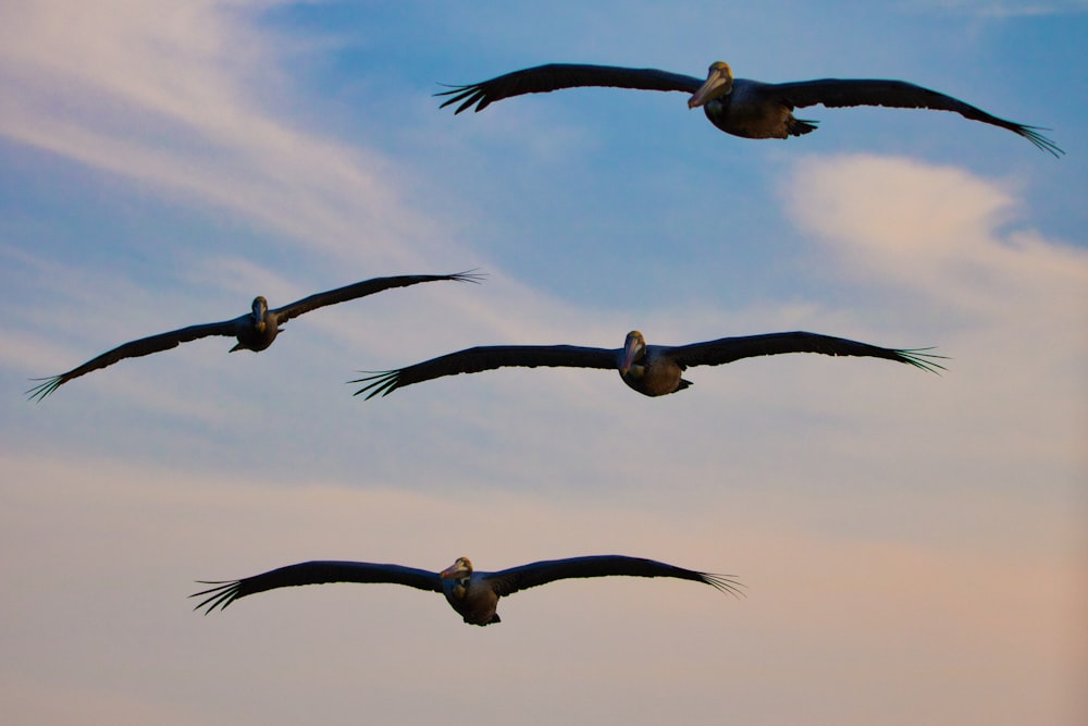 昼間の曇り空の下を飛ぶ鳥の群れ