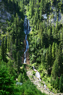 green pine trees during daytime