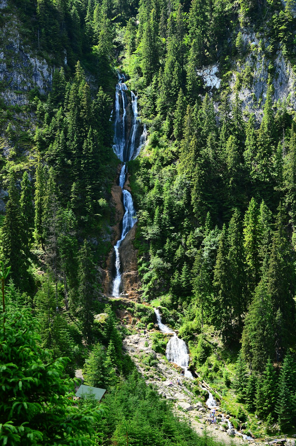 green pine trees during daytime