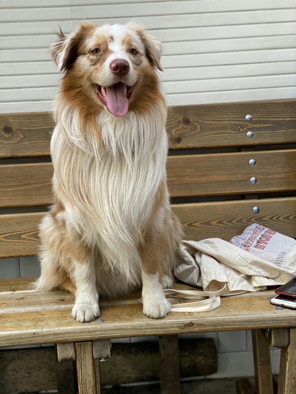 braun-weißer Langhaarhund sitzt auf braunem Holzboden