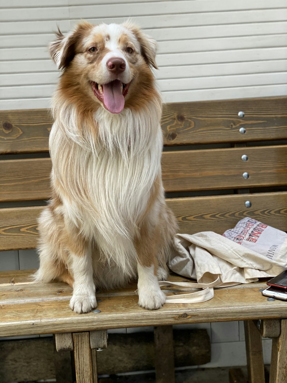 brown and white long coat dog sitting on brown wooden floor