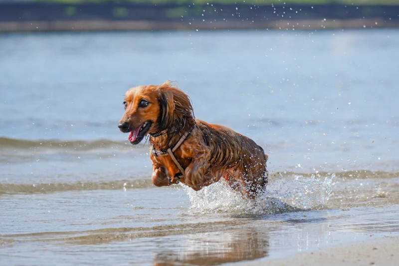 Recognizing Signs of Pain in Your Dog