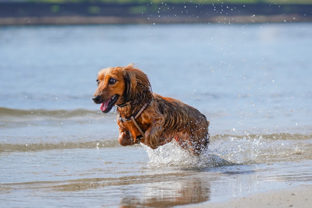 brown long coated dog on water during daytime
