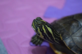 Close-up of a turtle conservation t-shirt featuring a detailed sea turtle illustration against a seafoam green background.
