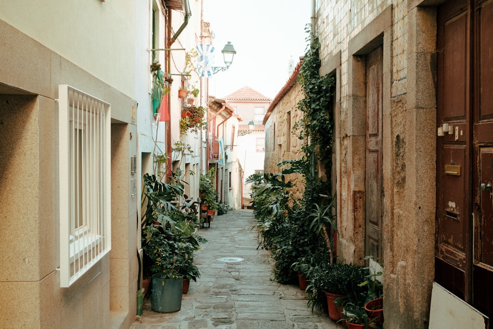 green plants on the street