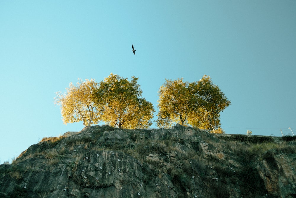 bird flying over the mountain during daytime