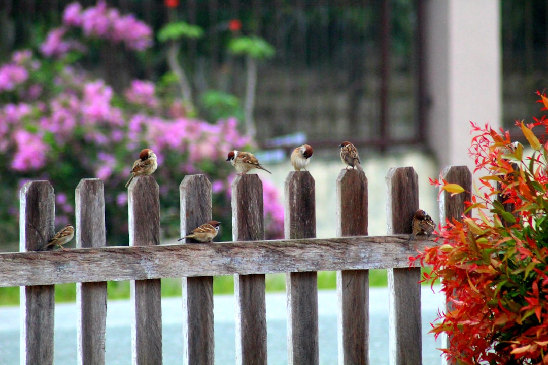 brown birds on brown wooden fence during daytime
