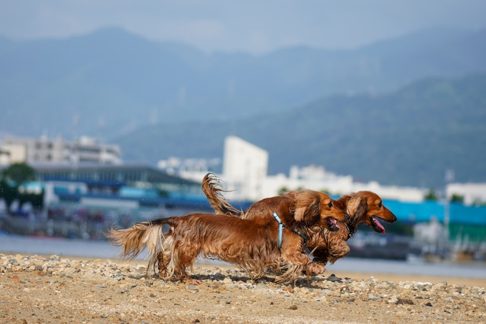 brown long coated dog on white sand during daytime