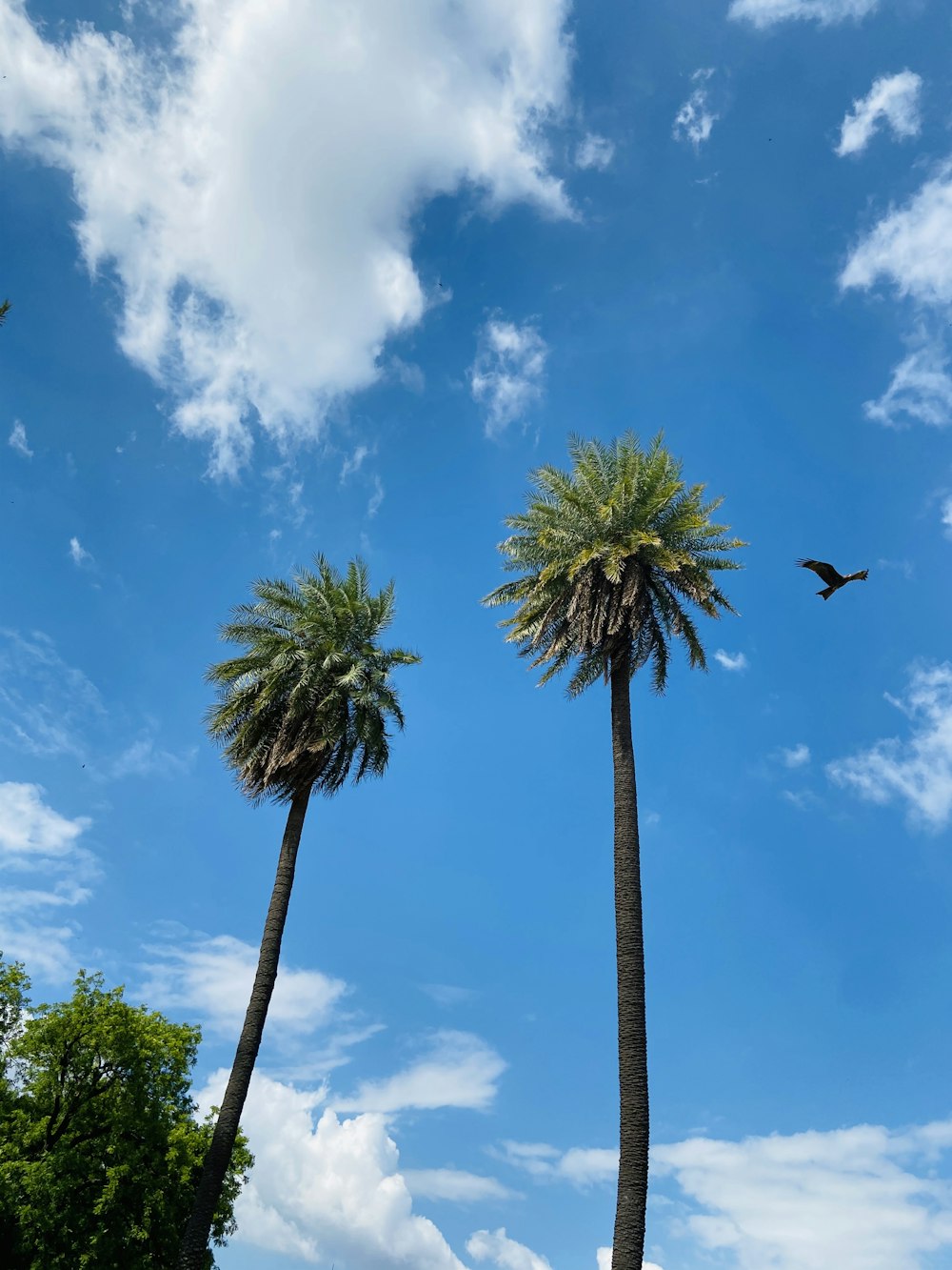 green palm tree under blue sky and white clouds during daytime