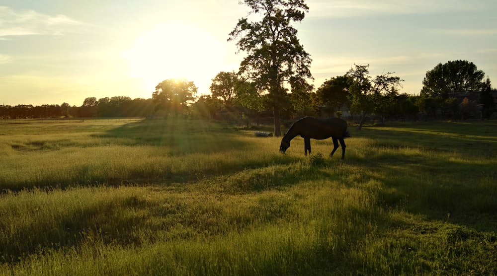 black horse on green grass field during daytime