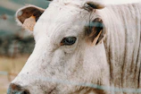 Close-up of a cow with a digital tag, symbolizing smart animal management
