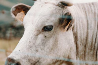 Close-up of a cow with a digital tag, symbolizing smart animal management