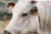 A close-up view of a cow with light-colored fur, displaying its ear tag. The cow is partially visible, focusing on its eye and ear, with a soft background showing blurred natural scenery.