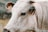 A close-up view of a cow with light-colored fur, displaying its ear tag. The cow is partially visible, focusing on its eye and ear, with a soft background showing blurred natural scenery.