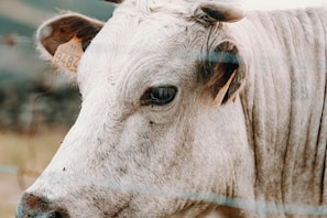 A close-up view of a cow with light-colored fur, displaying its ear tag. The cow is partially visible, focusing on its eye and ear, with a soft background showing blurred natural scenery.