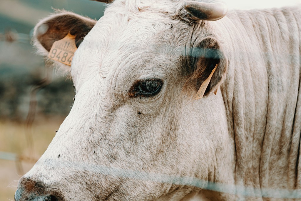 Daily Cattle Feed