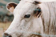 A close-up view of a cow with light-colored fur, displaying its ear tag. The cow is partially visible, focusing on its eye and ear, with a soft background showing blurred natural scenery.