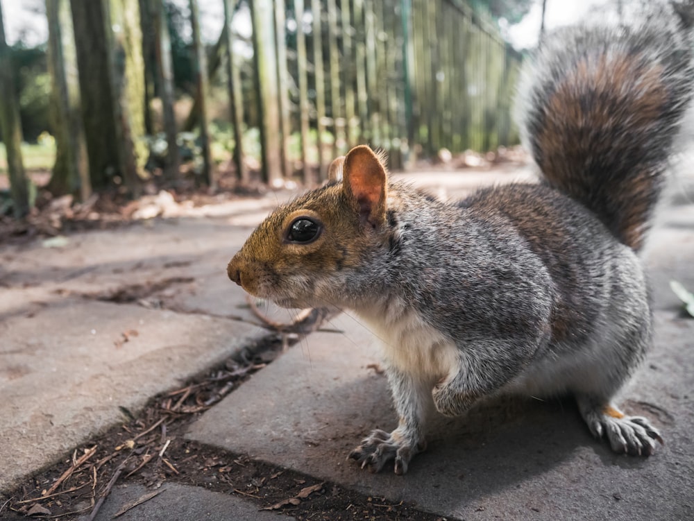 brown and white squirrel on brown concrete floor during daytime