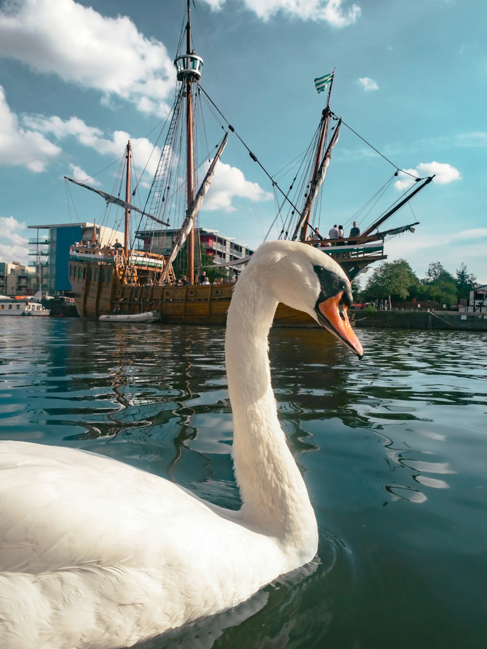 white swan on water near brown boat during daytime