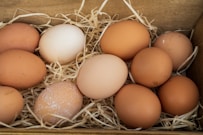 brown egg on brown nest