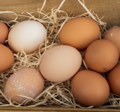 brown egg on brown nest