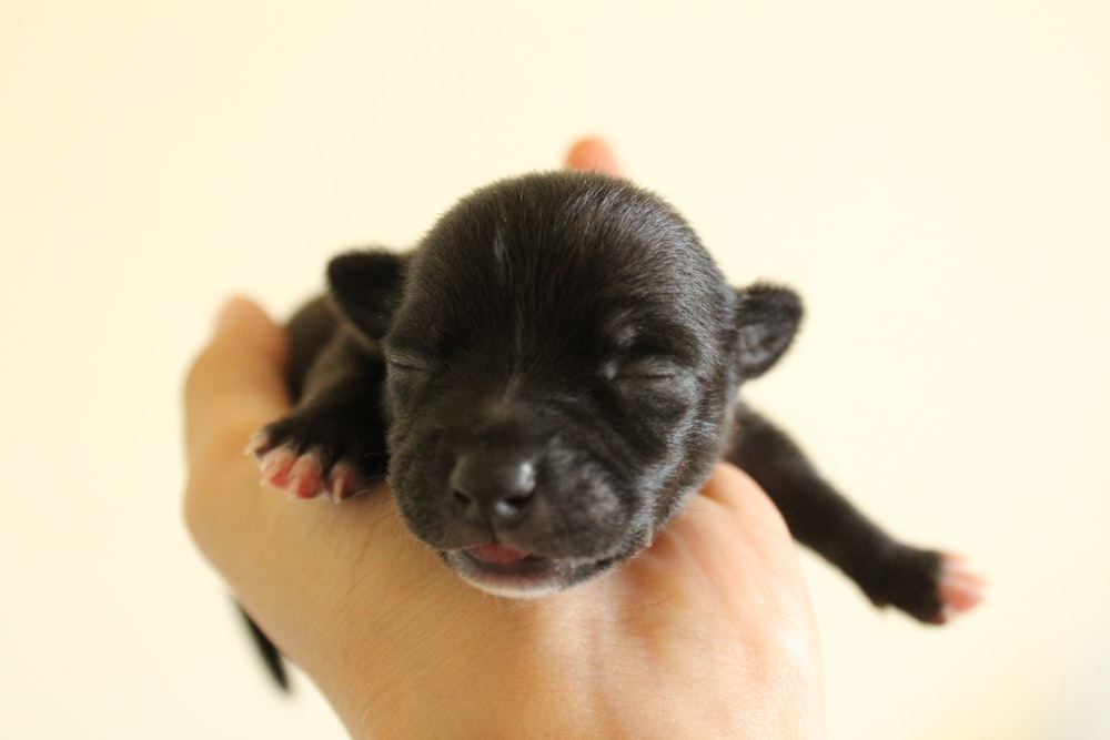 black short coated puppy on persons hand