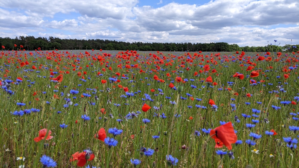 낮에는 흰 구름과 푸른 하늘 아래 붉은 파란색과 보라색 꽃밭