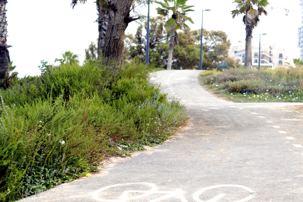 hierba verde y árboles cerca de la carretera durante el día