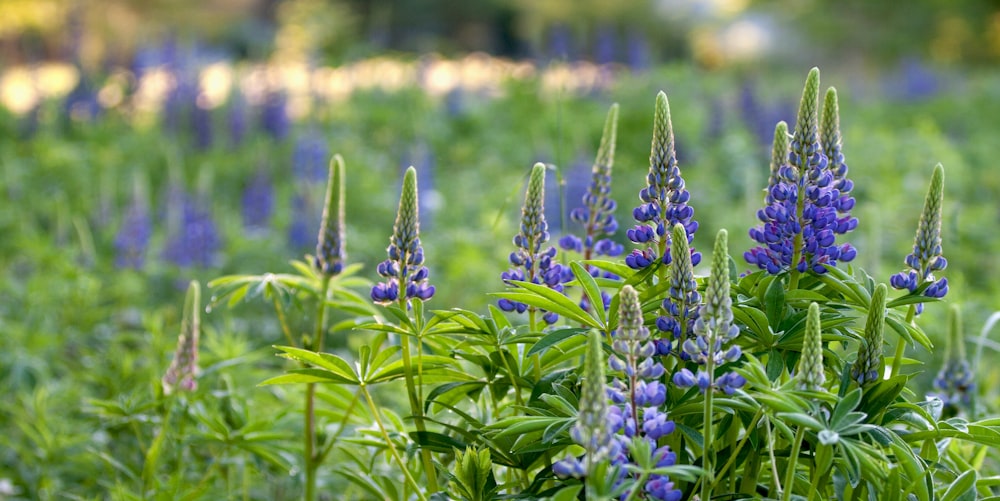 purple flower field during daytime