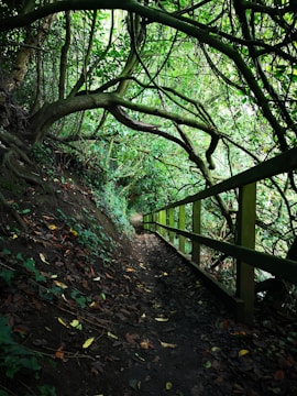 A narrow, earthy path winds through a dense, green canopy of intertwining branches and lush vegetation. A wooden railing runs alongside the path, providing a sense of direction and guidance through the tunnel-like formation of trees. The ground is covered with fallen leaves, adding a natural, rustic charm.