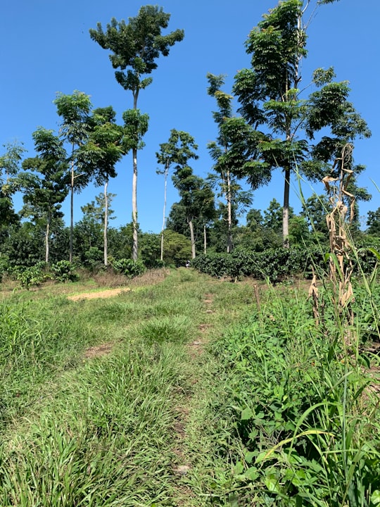 green grass field with green trees under blue sky during daytime in Mazatenango Guatemala