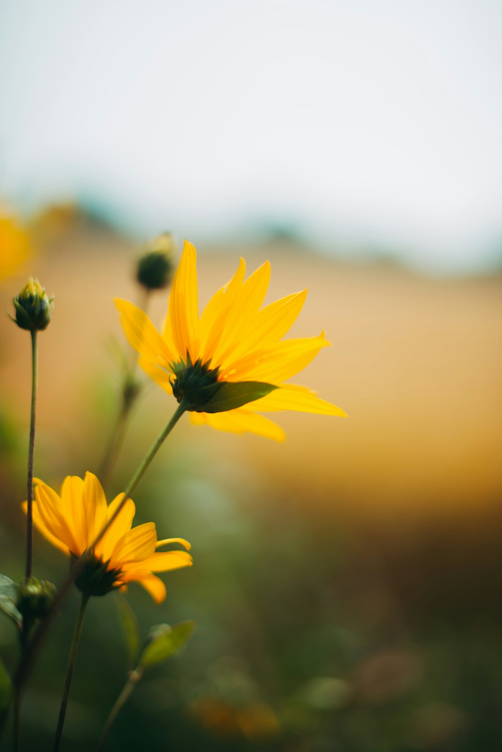 yellow flower in tilt shift lens