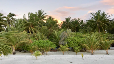 A serene sunrise over a luxury beach resort with palm trees