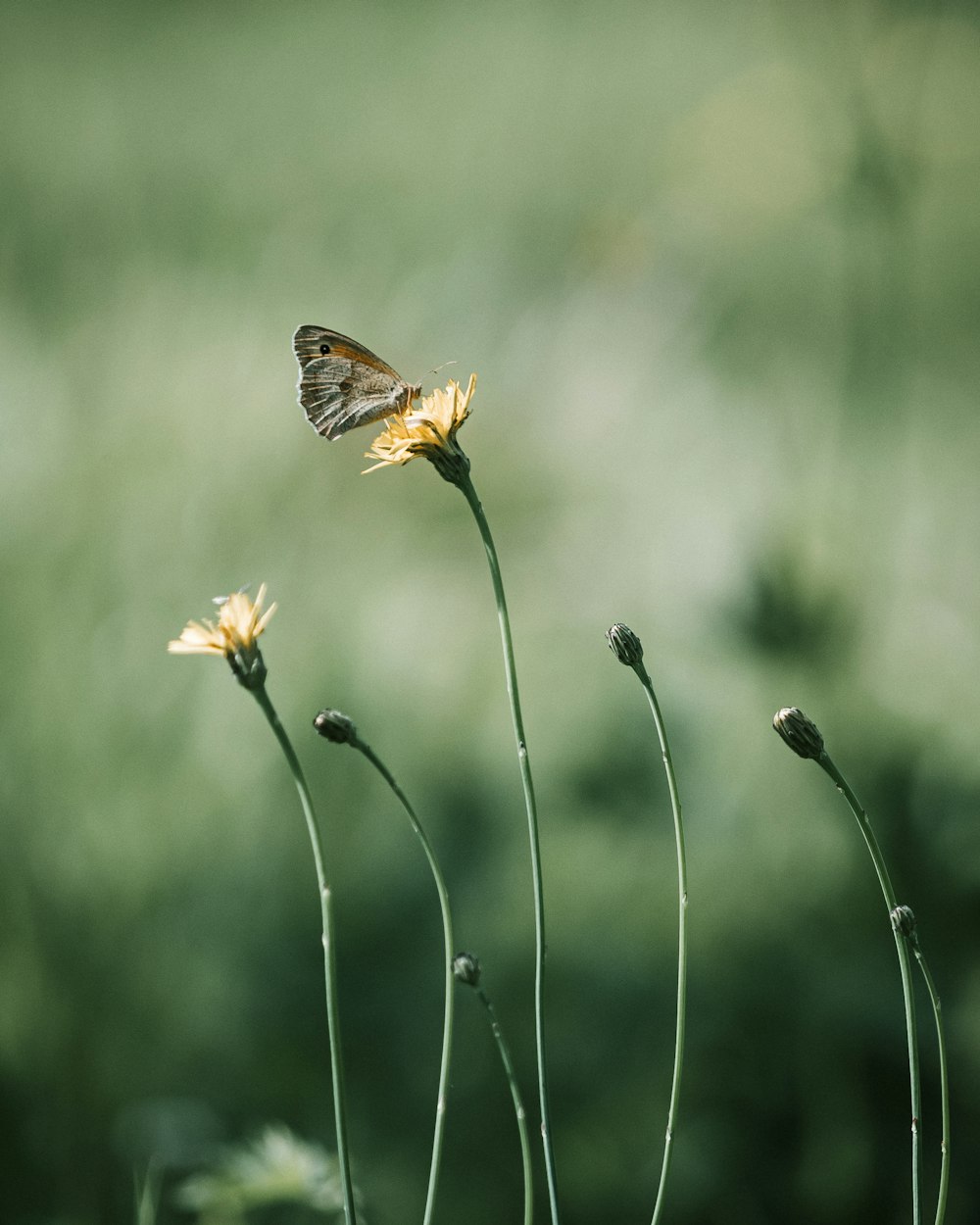 brown butterfly perched on yellow flower in close up photography during daytime