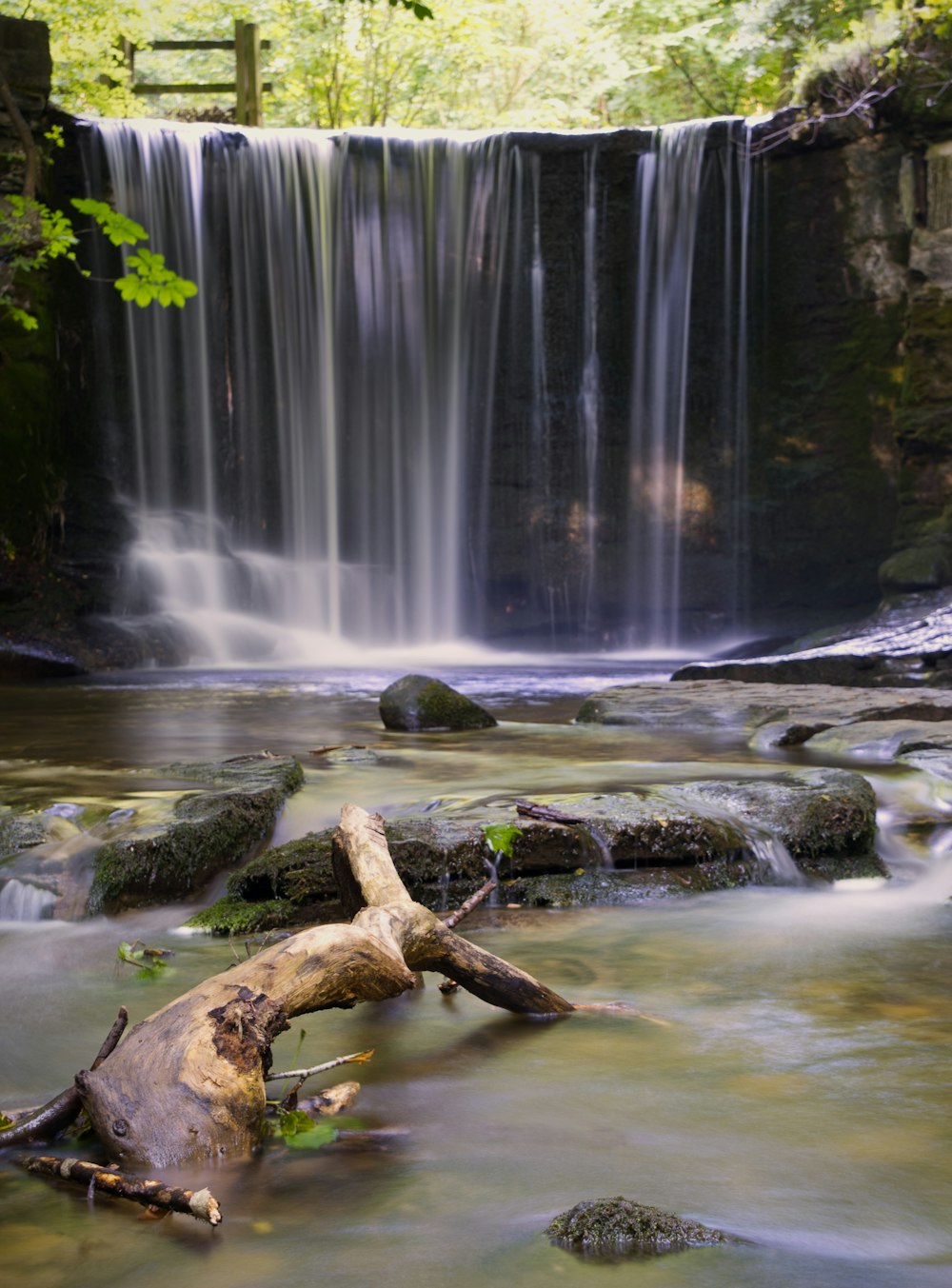 brown tree trunk on water falls