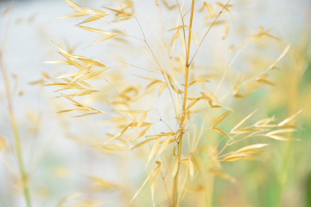 brown grass in close up photography