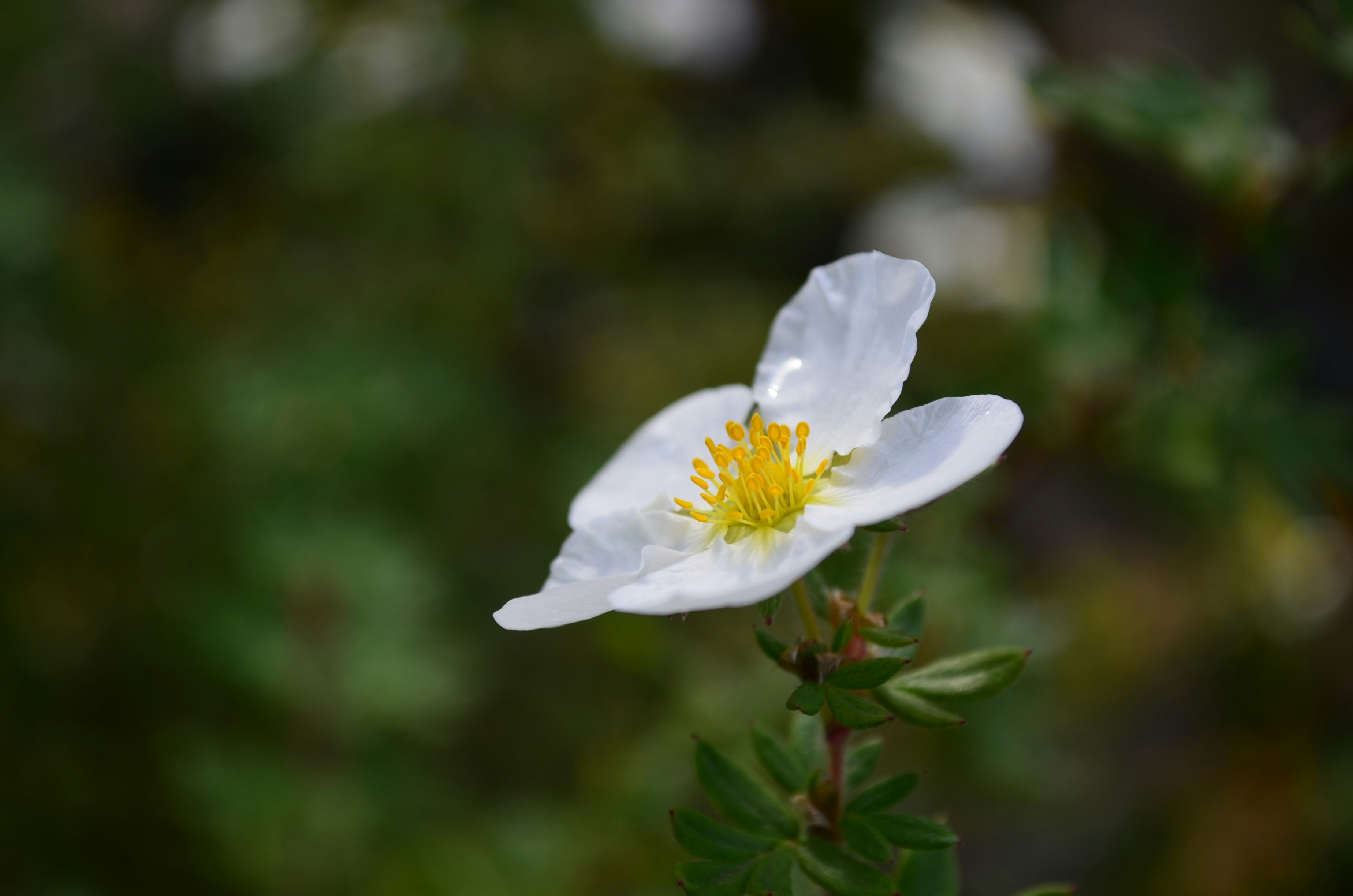 Photo by viridigreen