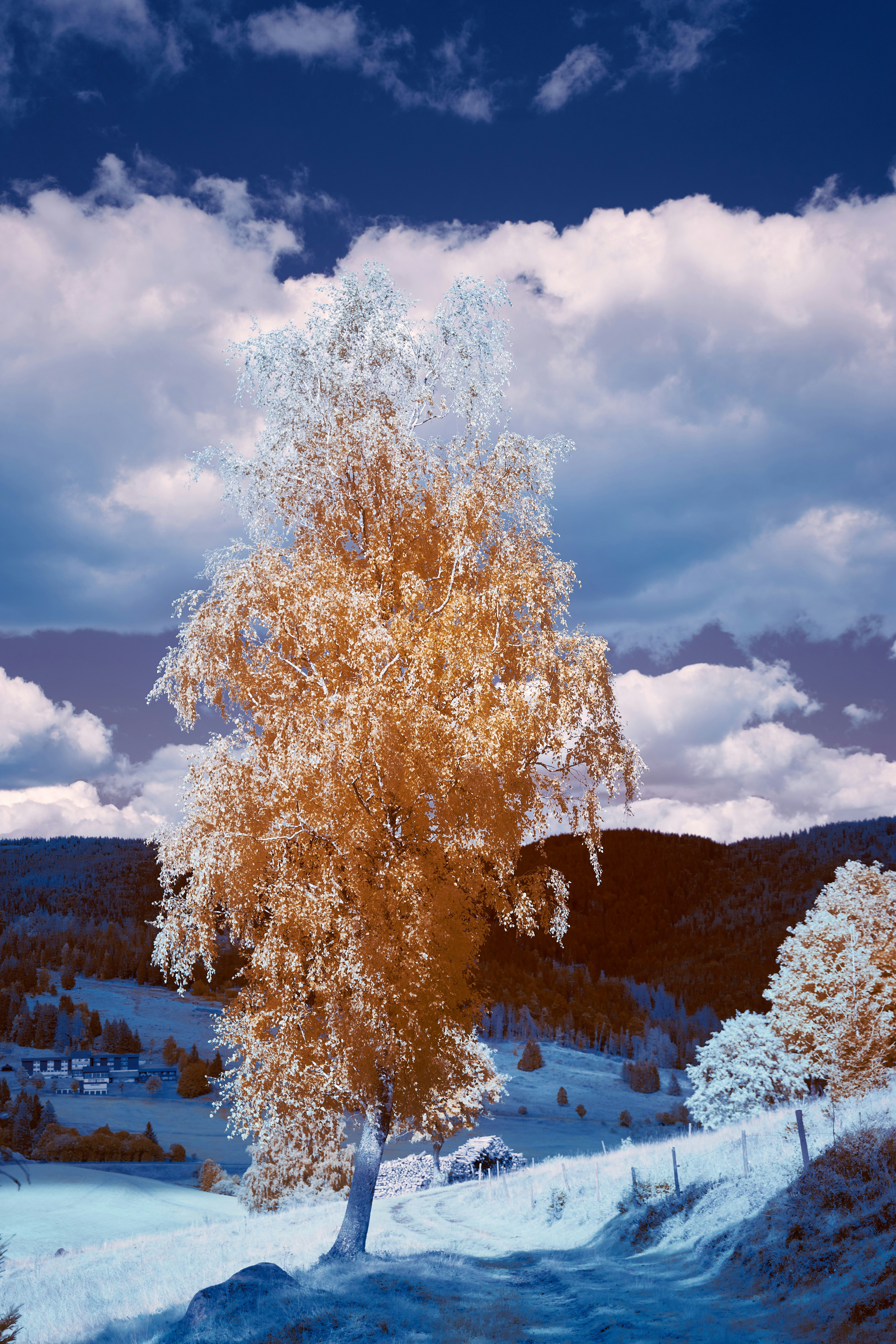 Photo by wolfgang_hasselmann