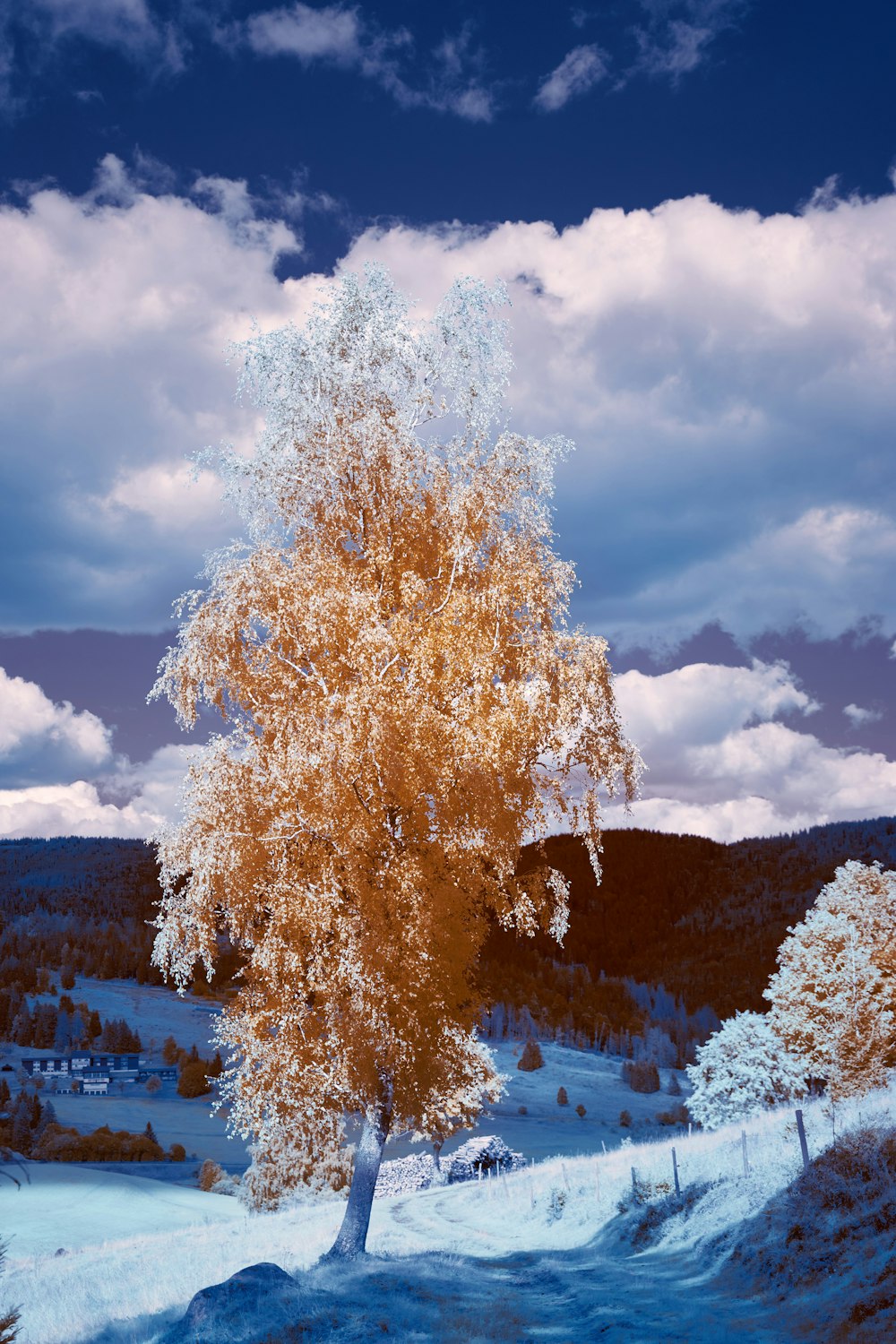 brown trees on snow covered ground under cloudy sky during daytime