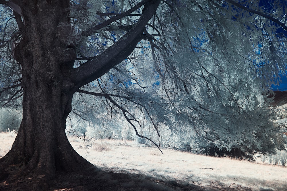 brown tree on brown soil