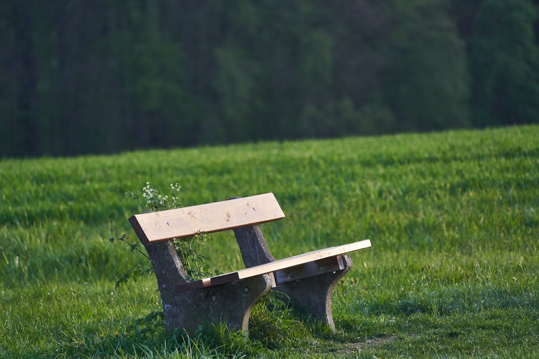 brown wooden bench on green grass field during daytime