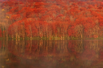 red and green trees beside body of water
